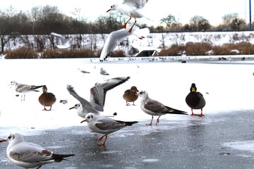 Fototapeta premium Winter landscape with birds and ducks on an icy river