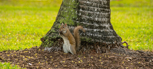 Miami,  Florida, Ein Eichh&ouml;rnchen im Park 