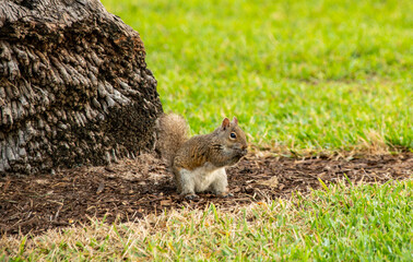 Miami,  Florida,  Ein Eichh&ouml;rnchen im Park 