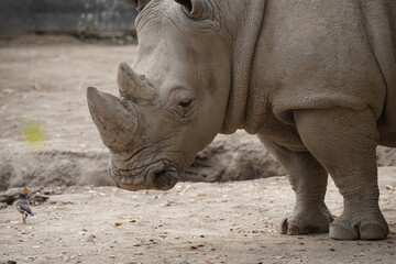 Obraz premium A rhinoceros walks around the enclosure at the city zoo.