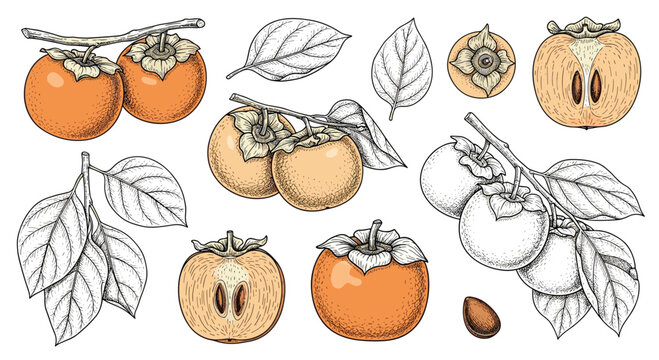 Detailed botanical set of persimmon fruits on branches, whole, sliced, and individual leaves for label graphics.