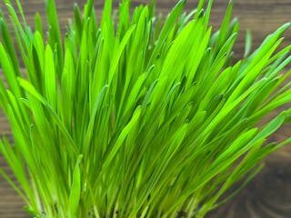 Obraz premium Wheat sprouts in a white pot on a wooden table background. Wheat grass can be used for veterinary medicine, cat or dog food.