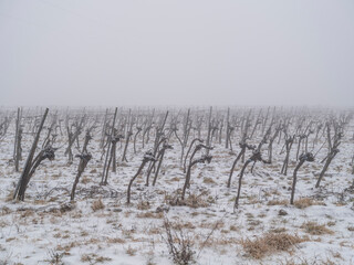 snow covered vineyard .winter time