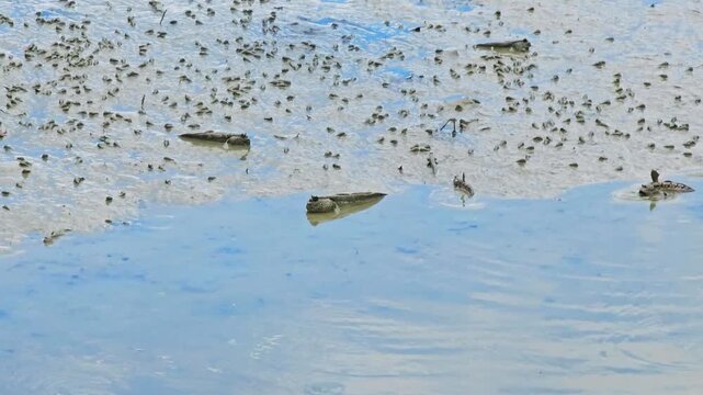 Mudskippers on mudflat at low tide, tropical fish out of water, coastal wetland ecosystem, marine life, amphibious fish behavior, shallow water habitat, mangrove environment, wildlife nature scene.