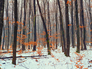 snow covered winter forest
