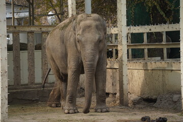 Fototapeta premium An elephant walks through a wooden enclosure at the city zoo.