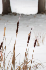 cattail at a snowy winter day