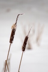 cattail at a snowy winter day