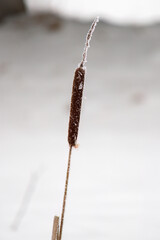 cattail at a snowy winter day