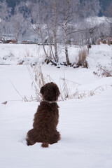 with the dog in a park at a snowy winter day