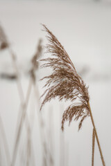 dry reed grass with snow flakes at a cold winter day