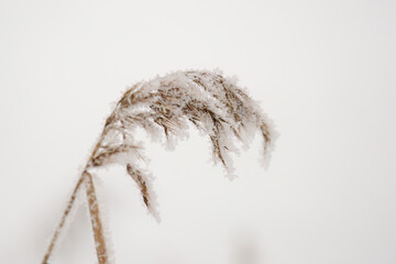 dry reed grass with snow flakes at a cold winter day