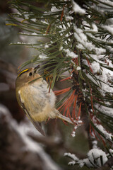 a goldcrest, regulus regulus, the smallest european bird, perched on a pine at a winter day 