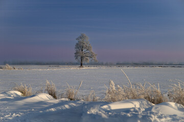 Einsamer Baum im frostigen Winterfeld, Ein einzelner Baum steht in einer verschneiten Winterlandschaft unter klarem Himmel und vermittelt Ruhe, Weite und Stille.