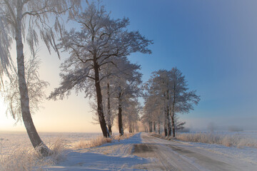 Frostige Winterallee im Morgenlicht, Eine verschneite Allee mit bereiften B&auml;umen f&uuml;hrt durch eine ruhige Winterlandschaft im weichen Morgenlicht.