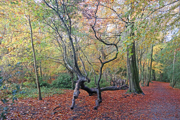 Decoy Country Park, Devon in Autumn	