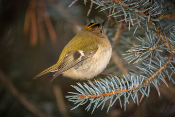 a goldcrest, regulus regulus, the smallest european bird, perched on a pine at a winter day 