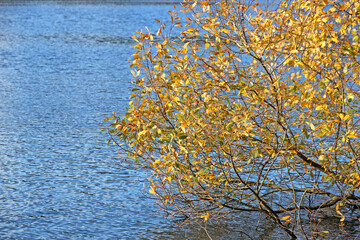Lake in Decoy Country Park, Devon in Autumn