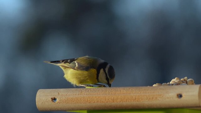 Slow-motion 4K footage of a blue tit bird delicately eating peanuts, showcasing natural movement, vibrant feathers, and precise details of wildlife behavior.