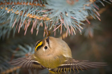 a goldcrest, regulus regulus, the smallest european bird, perched on a pine at a winter day 