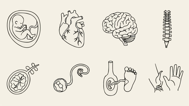Collection of human anatomy medical illustrations in line art style.