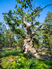 Verschlungener Baum auf der Insel &Ouml;land in S&uuml;dschweden