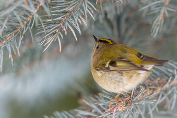 a goldcrest, regulus regulus, the smallest european bird, perched on a pine at a winter day 