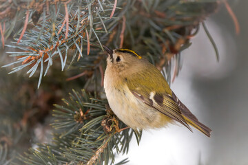 a goldcrest, regulus regulus, the smallest european bird, perched on a pine at a winter day 