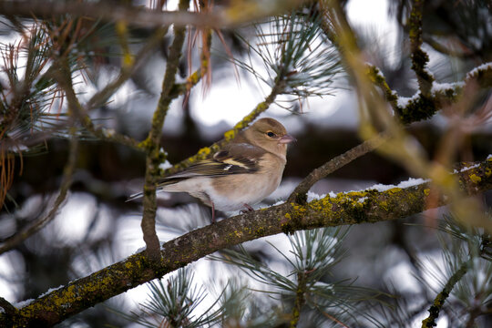 a common chaffinch female perched on a pine at a snowy winter day - Powered by Adobe