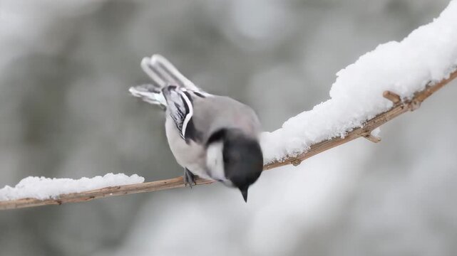 Perching blackcap chickadee turning head, calling, shifting on thin snow branch in cold soft blur