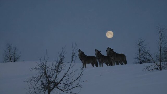 Howling pack of four wolves lifting heads on snowy ridge at twilight, near-full moon drawing them