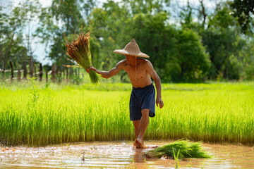 Life of Rice Farmer: Witness a farmer toiling in a vibrant rice paddy, embodying the essence of rural life and traditional farming.