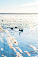 Group of Black Ducks on Ice with One Standing in the Middle near Greifswald