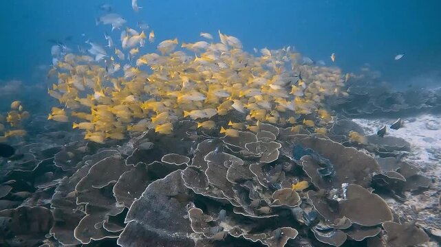 School of bluestripe snapper fish swimming over a tropical coral reef ecosystem