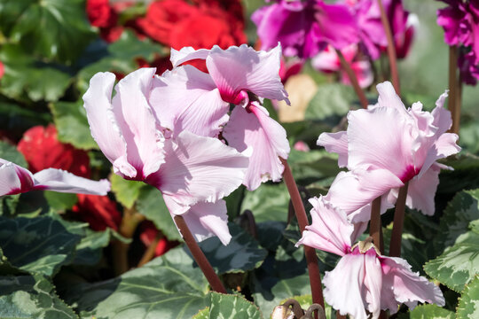 Beautiful Persian cyclamen (cyclamen persicum) flowers.