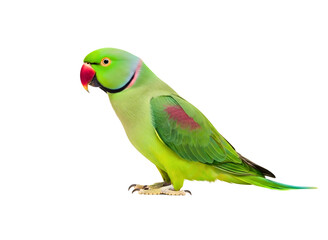 Rose ringed parakeet bird isolated on transparent background