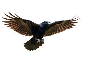 Obraz premium Black raven flying isolated on transparent background