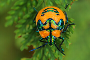 A close-up top view of a ladybug perched on a leaf. © Passakorn