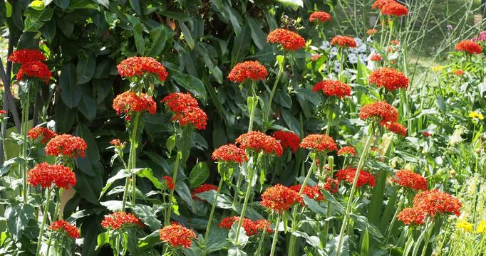 Lychnis chalcedonica (Lichtnelke 'Flore Pleno') mit rote Bl&uuml;ten mit zweilappigen, kreuzf&ouml;rmig angeordneten Bl&uuml;tenbl&auml;ttern an behaarten, aufrechten St&auml;ngeln mit hellgr&uuml;nen, lanzettlichen Bl&auml;ttern