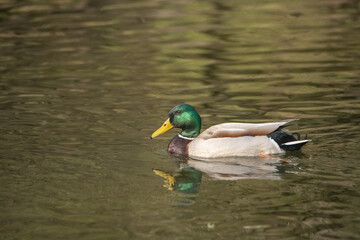 Obraz premium Female duck with mottled brown feathers stands gracefully on the ground, surrounded by lush greenery, showcasing the beauty of wildlife in a natural habitat