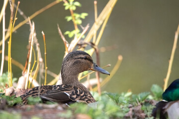 Female duck with mottled brown feathers stands gracefully on the ground, surrounded by lush greenery, showcasing the beauty of wildlife in a natural habitat