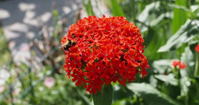 Die Scharlachrote Lichtnelke (Lychnis chalcedonica) mit roten, sternf&ouml;rmigen, gelappten Bl&uuml;tenbl&auml;ttern an einem behaarten St&auml;ngel, deren Nektar von einer Hummel (Bombus terrestris) gesammelt wird