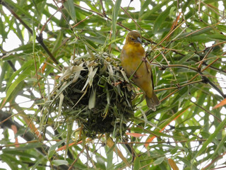 Gros plan sur le nid et sur un Tisserins du cap au Rwanda en Afrique