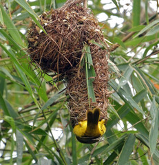 Gros plan sur le nid et sur un couple de Tisserins &agrave; lunettes au Rwanda en Afrique
