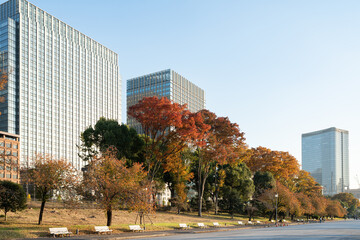 Obraz premium 皇居外苑の紅葉