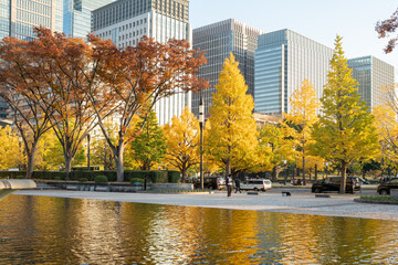 Obraz premium 和田倉噴水公園と黄葉のイチョウ並木と丸の内ビル群