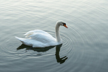 Obraz premium 和田倉濠に浮かぶコブハクチョウ