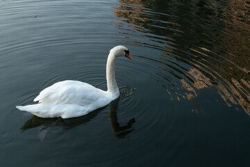 Obraz premium 和田倉濠に浮かぶコブハクチョウ