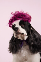 A black and white American Cocker Spaniel wears a curly magenta wig and a bow tie. The humorous studio portrait is taken on a soft pink background.