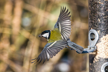 The Great Tit, Parus major from the tit family Paridae. It is easily recognisable by its black and...